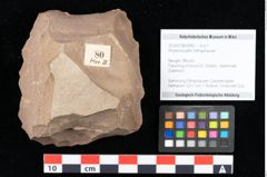 Foto (Objekt + Etikett) von Rhytisma pythii Ettingshausen (NHMW-GEO-2024-0188-0080)